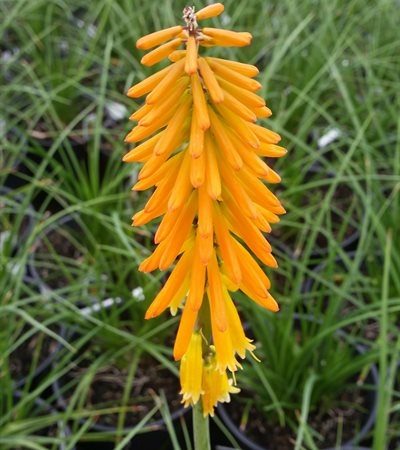 Red Hot Poker Mango Popsicle